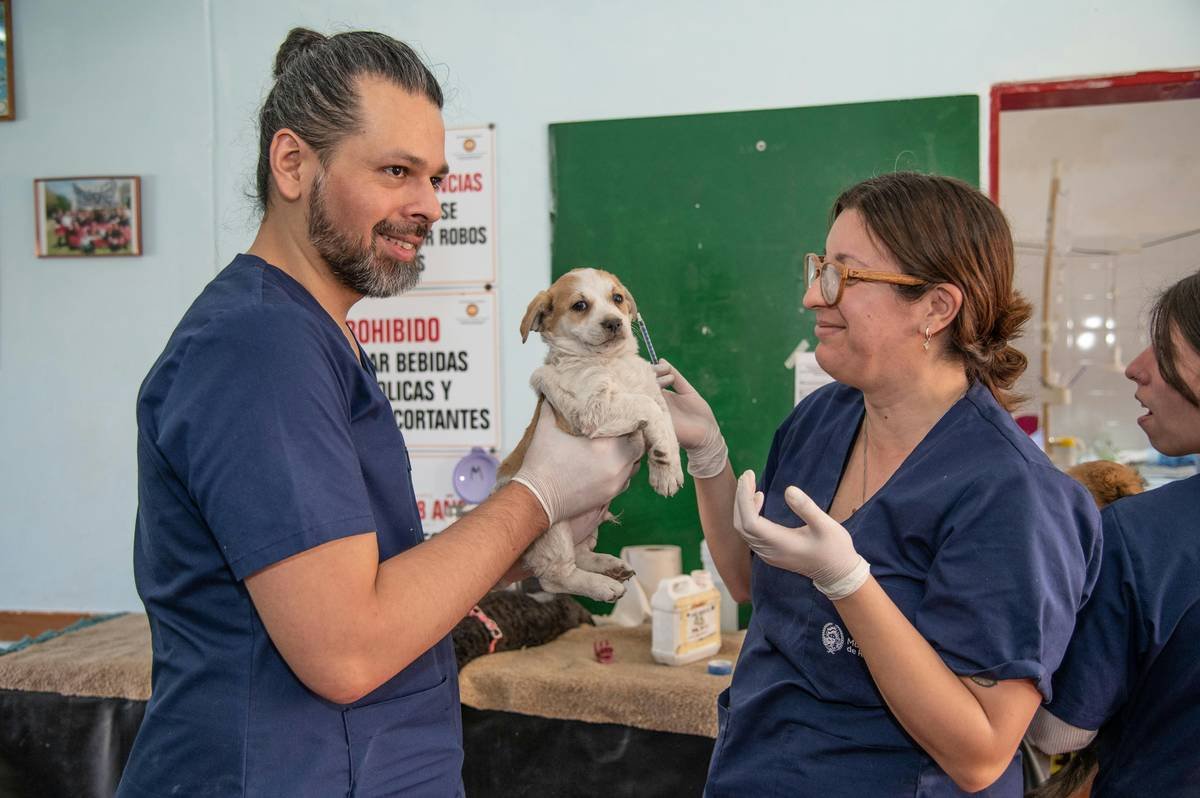 Rescue Cost Storm How Much To: 7 Proven Ways to Avoid Painful Pet Insurance Surprises