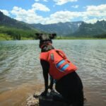 Temporary Housing Storm How to Keep: 7 Proven Ways to Avoid a Pet Care Nightmare