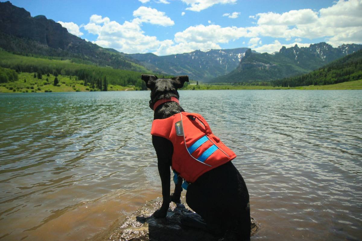 Temporary Housing Storm How to Keep: 7 Proven Ways to Avoid a Pet Care Nightmare